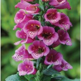 Digitalis purpurea 'Purple Carousel'